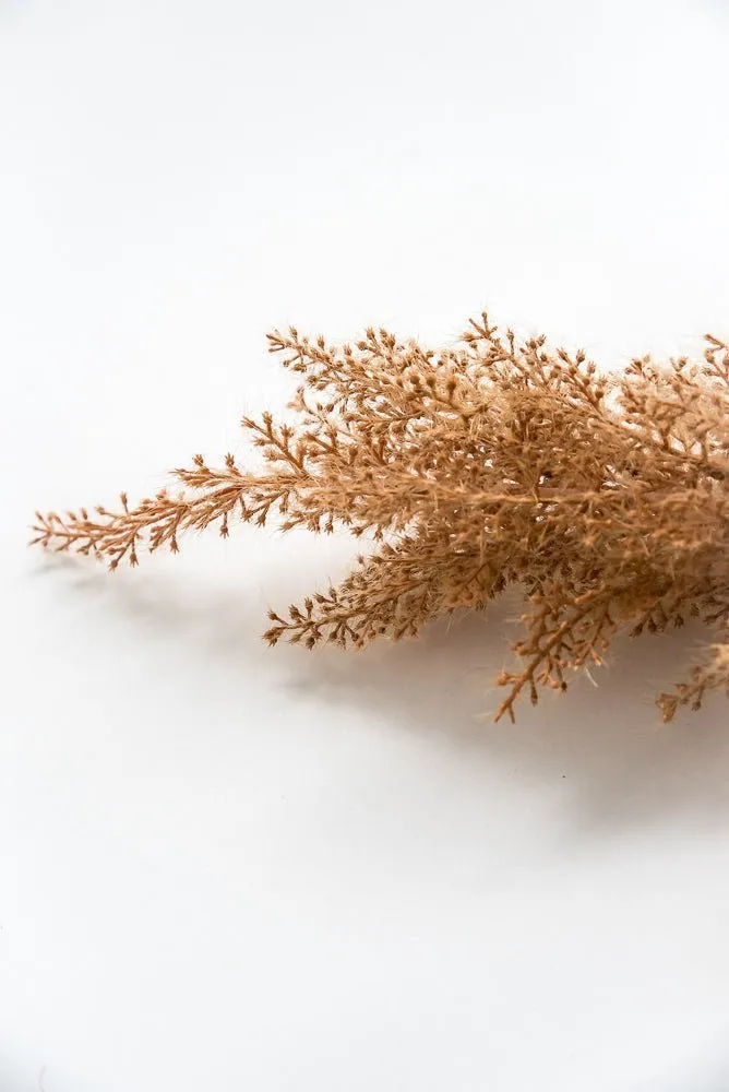 Astilbe stem - rusty brown